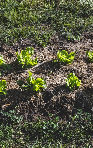 I sette principi dell’agricoltura biodinamica