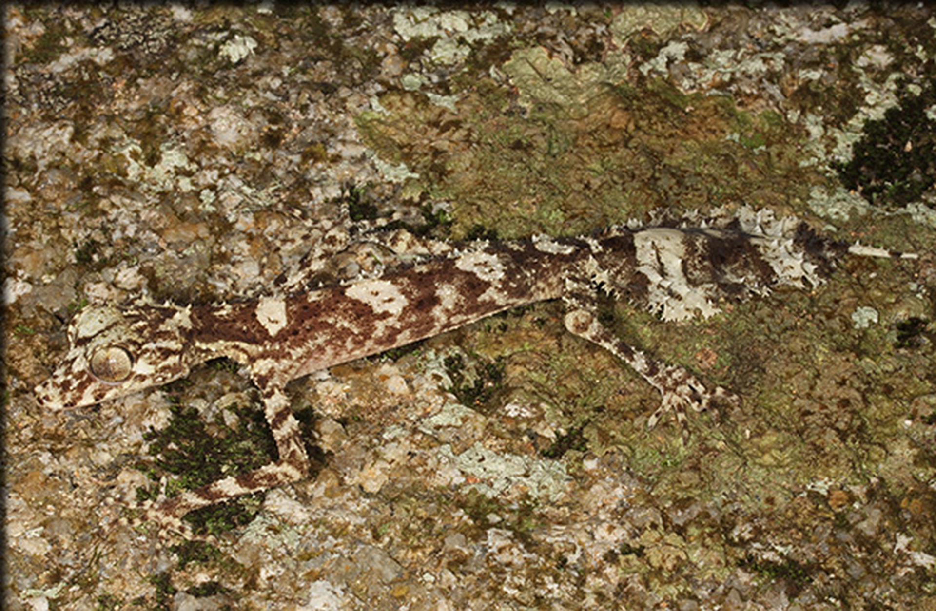 La top 10 delle nuove specie scoperte nel 2014