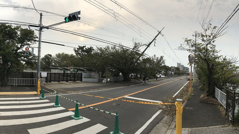 typhoon jebi hanami sakura cherry blossom season