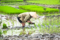Vietnam, climate crisis