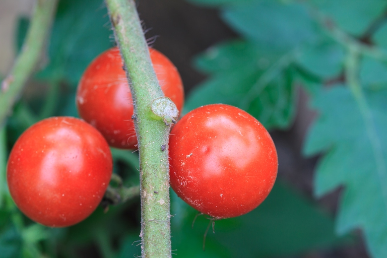 pianta pomodori