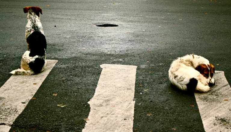 meno-cani-abbandonati-nellestate-2014_2