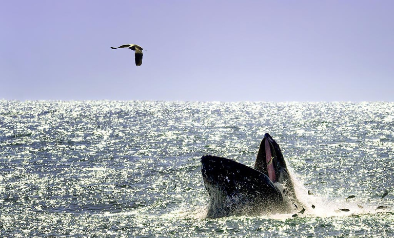 Primo bilancio di sostenibilità per Agras Pet Foods © Vicki Jauron, Babylon and Beyond Ph/GettyImages