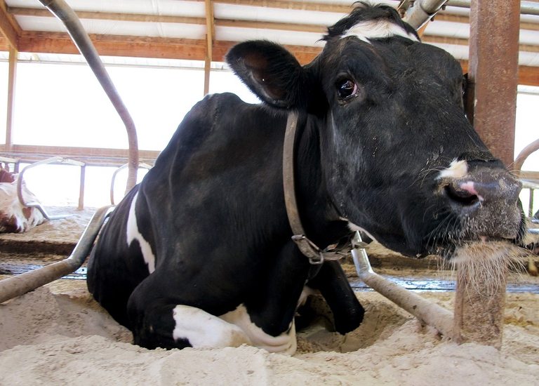 A May 16, 2012, photo shows Lucky, a dairy cow on the Meyer farm in Chilton, Wis. Lucky's owners said that after she began limping and laying around more, they hired a chiropractor to adjust her and have seen positive results. It's all part of the effort to ensure maximum milk output. There's no sound scientific data to back up the claims, but dairy farmers say they believe they're seeing improved productivity. (AP Photo/Carrie Antlfinger)