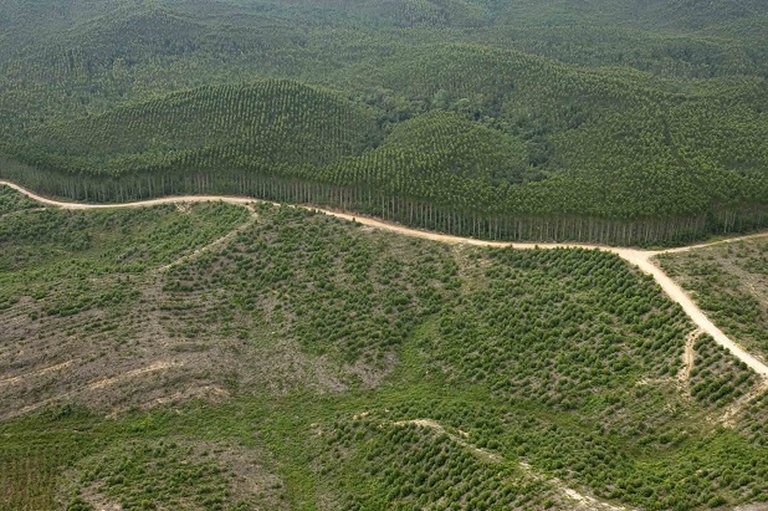 Indonesia Acacia Mangium Plantations