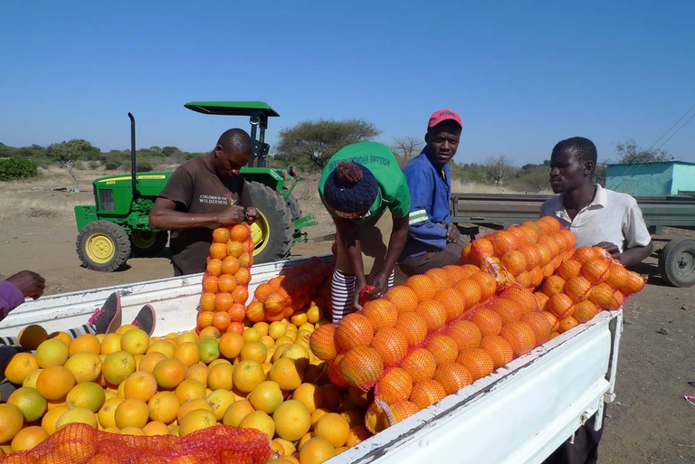 Zimbabwe. Progetto Cesvi di commercio delle arance