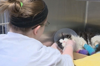 Lieto fine per il gatto Bruce, grazie ad una raccolta fondi da record