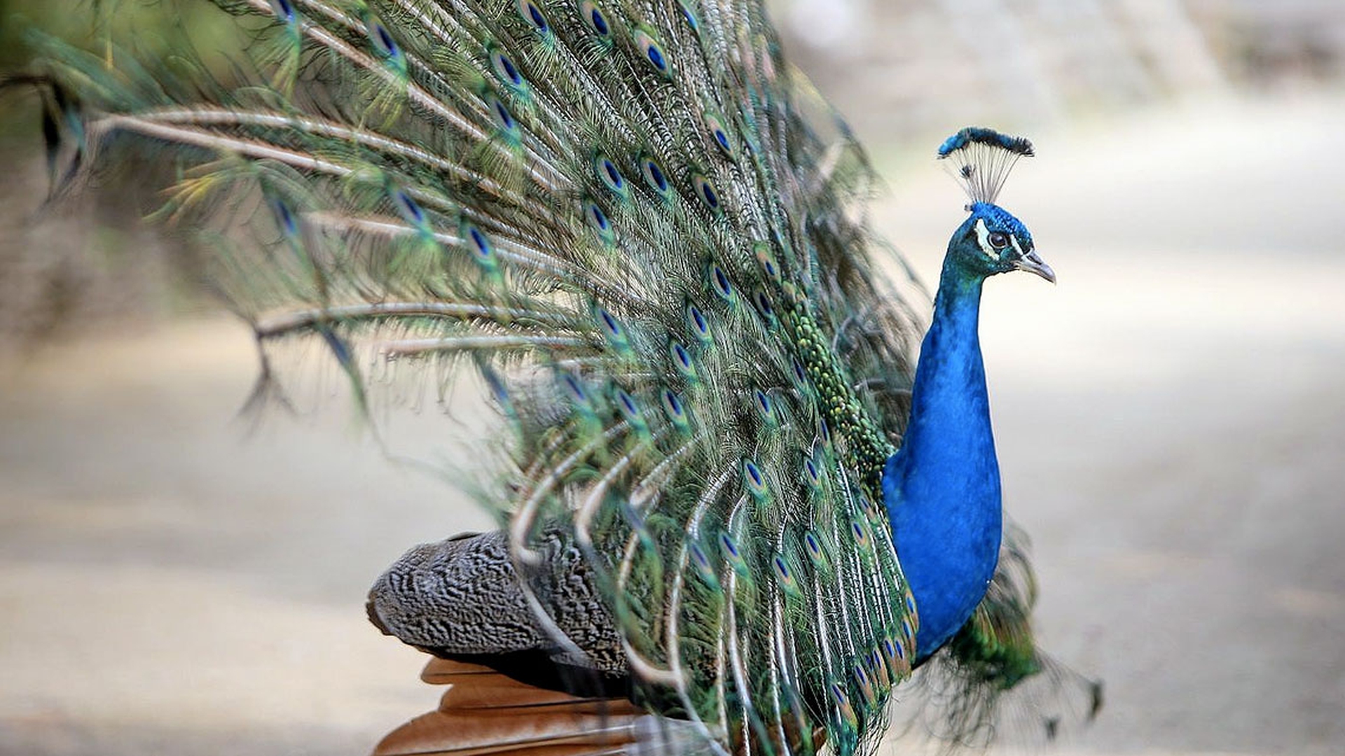 Etologia del corteggiamento, gli uccelli: il pavone