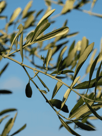 Xylella, si può parlare di complotto?