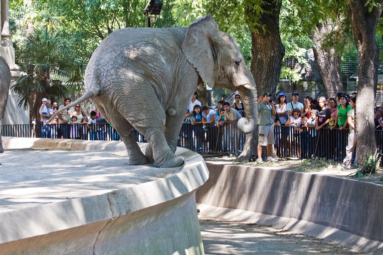 Giovane elefante allo zoo di Buenos Aires