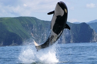 Il parco marino Seaworld non sfrutterà più le orche negli spettacoli