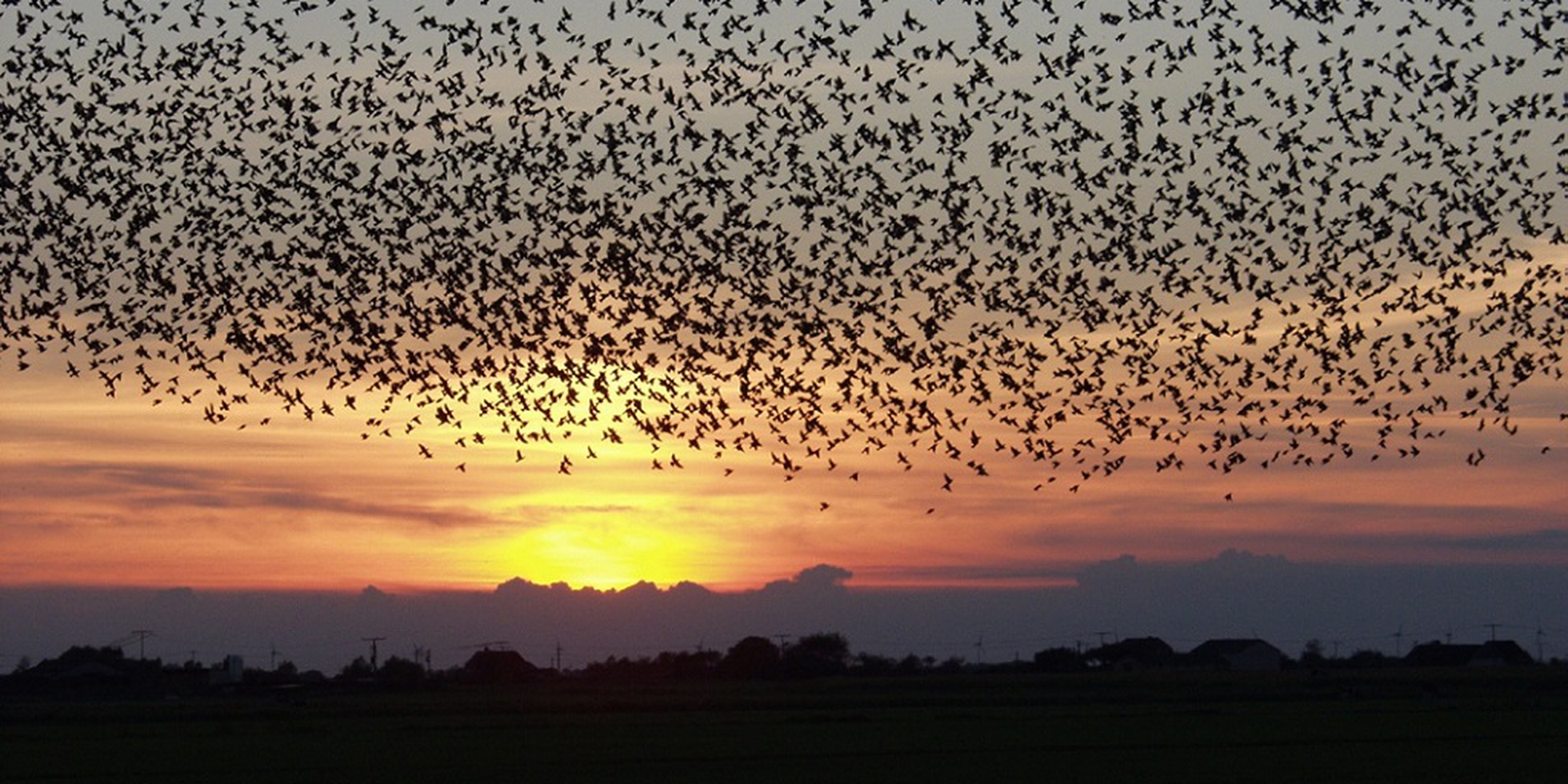 Скворцы мурмурация. Стая птиц в небе. Дикие гуси перелетные птицы. Слушать птичья стая. Стая птиц.