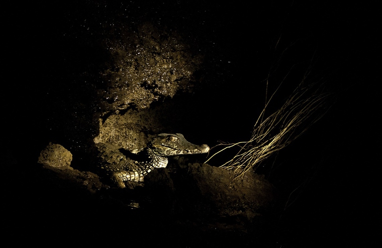 Caimano in Amazzonia