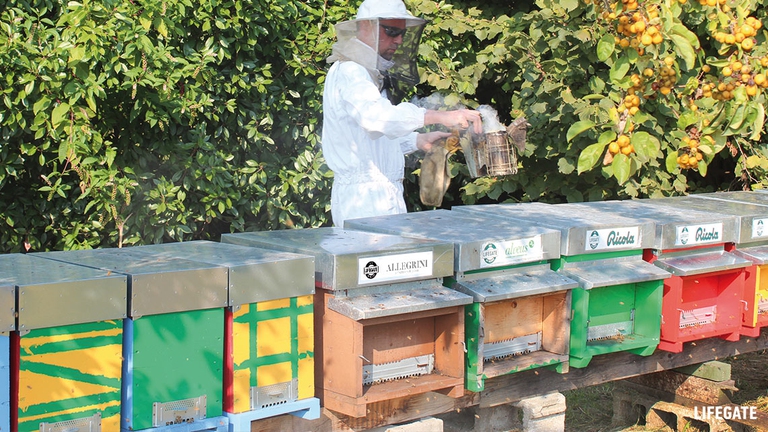 apicoltore