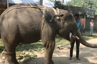 Bangladesh, vietata l’adozione di elefanti selvatici