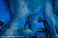 Wildlife photographer of the year, tutti gli incontri con i fotografi