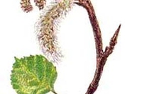 Aspen, il fiore del pioppo