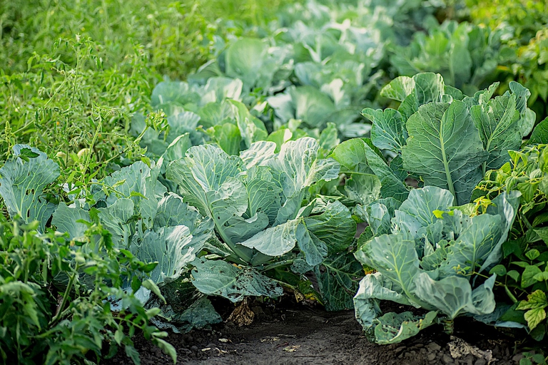 Campo di cavoli © iStock