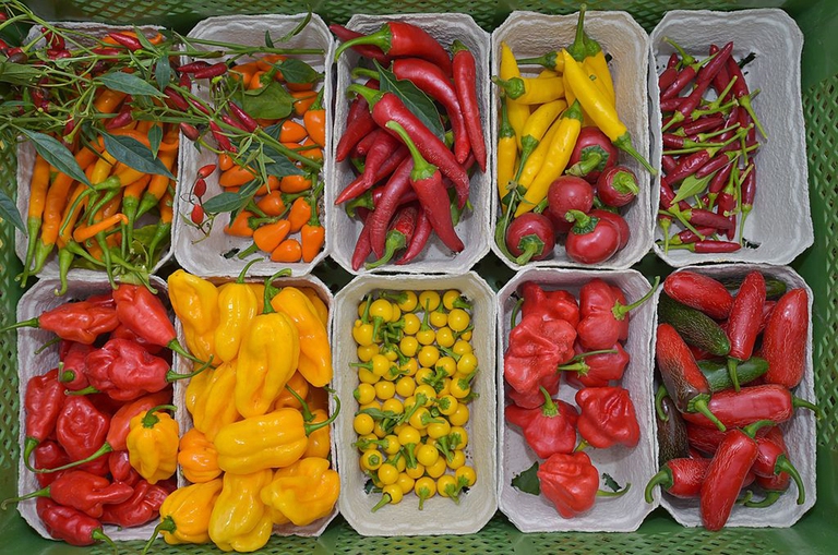 peperoncini biodinamici