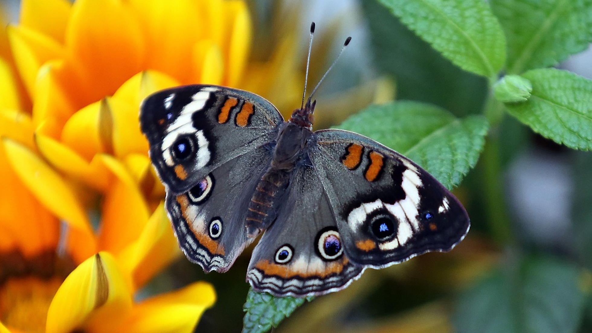 Scoperto il segreto delle variopinte ali delle farfalle - LifeGate