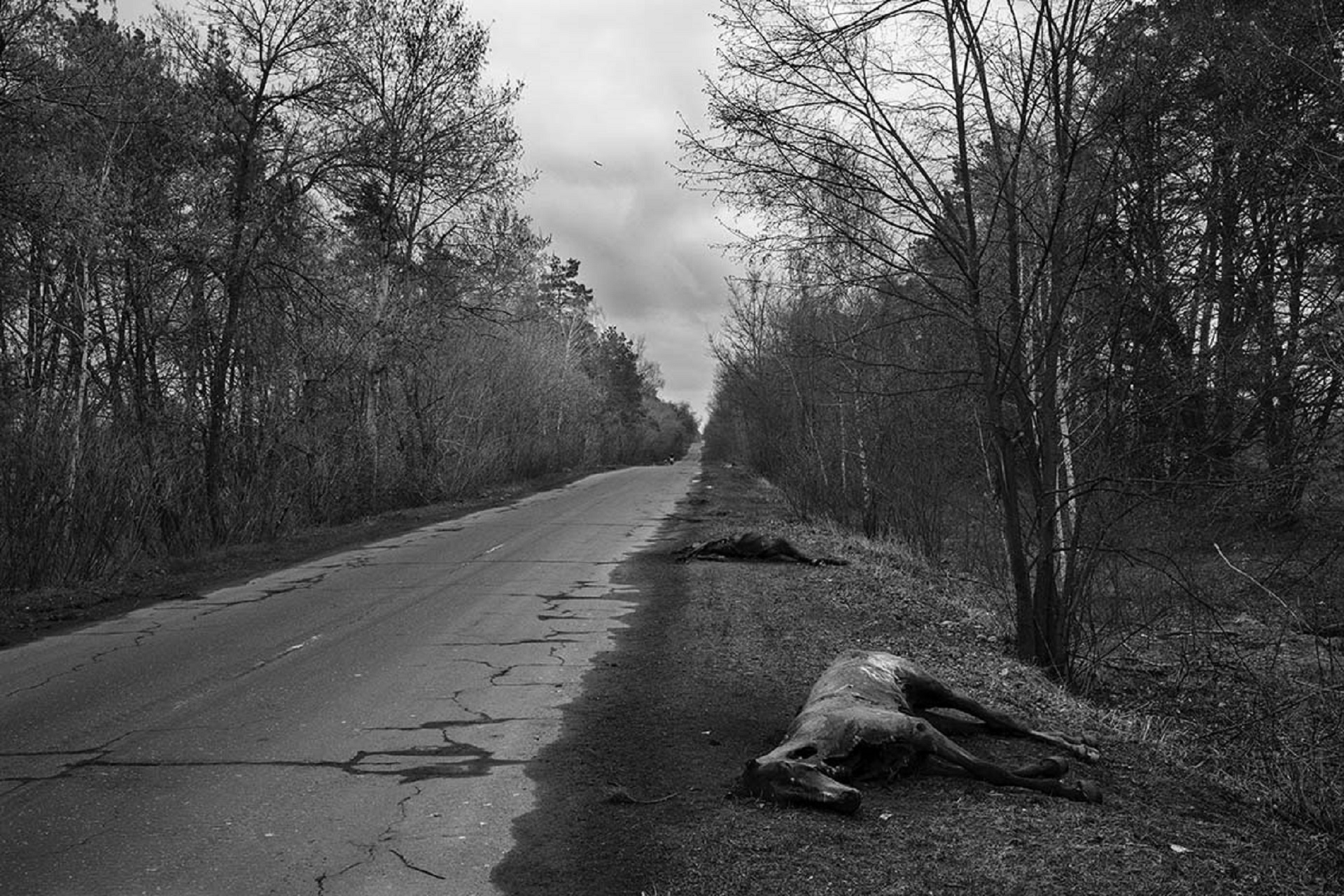 Festival del reportage