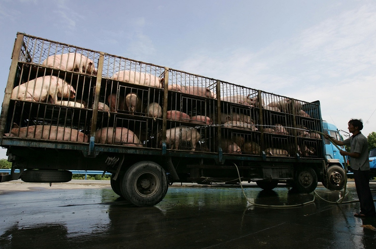 Camion carico di maiali nella provincia del Guangdong della Cina meridionale