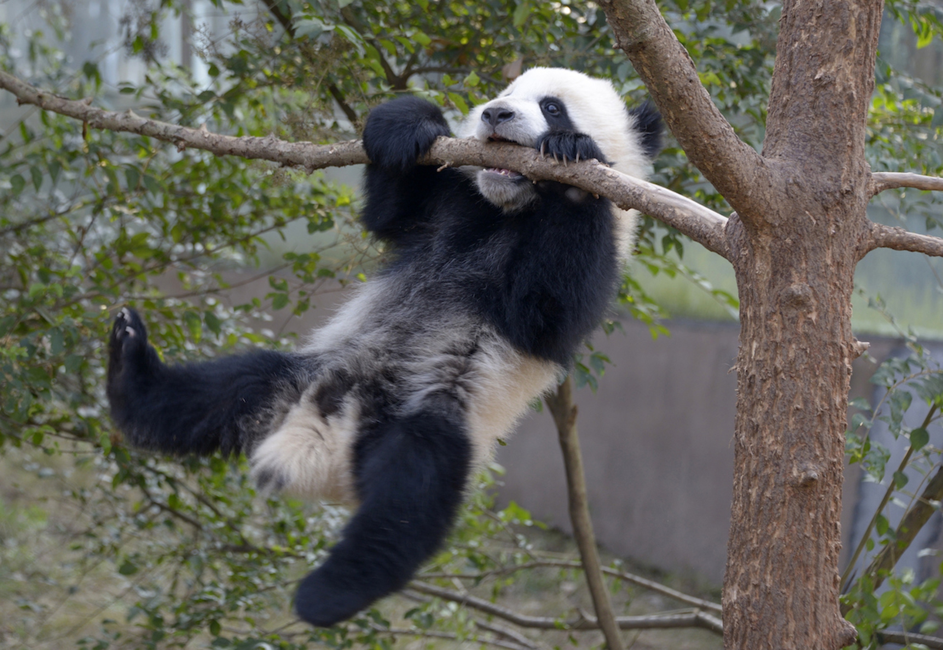 The giant panda is no longer endangered - LifeGate