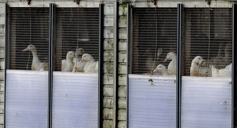 animali chiusi nelle gabbie a causa dell'influenza aviaria