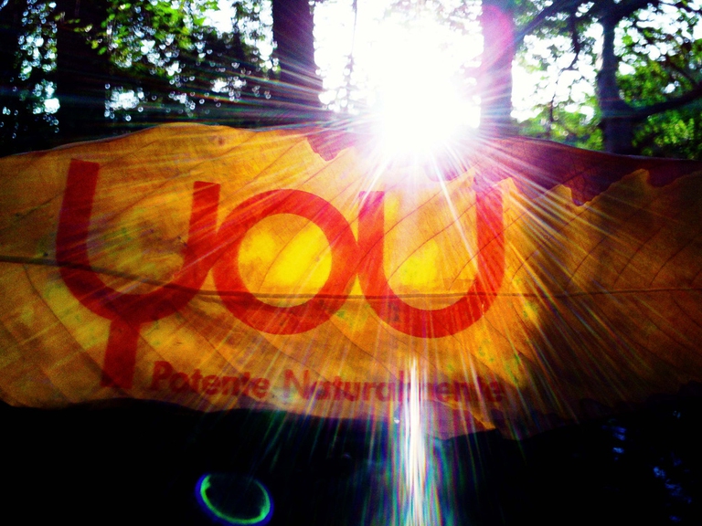 One you one forest, foglia, foresta amazzonica