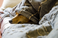 Cani e quarantena, come gestire lo stress e la noia da isolamento