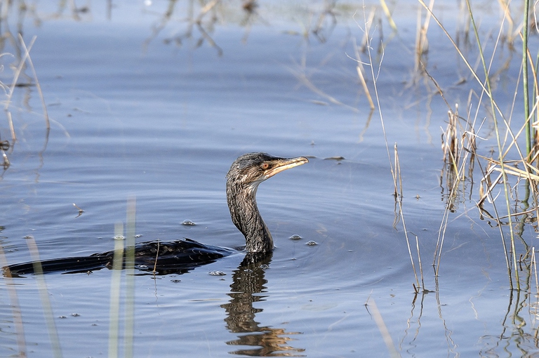 Cormorano che nuota in un lago
