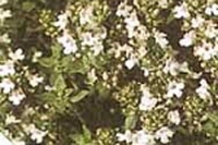 Riso selvatico alle verdure