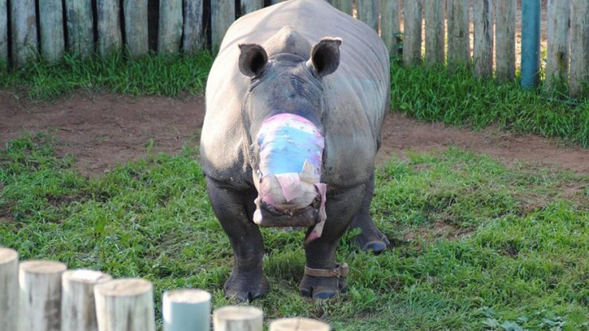 Hope the rhino survives poachers' attack to hack off her horns - LifeGate