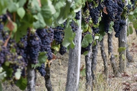Paolo Castelletti. La legge sul vino è ottima, approviamola