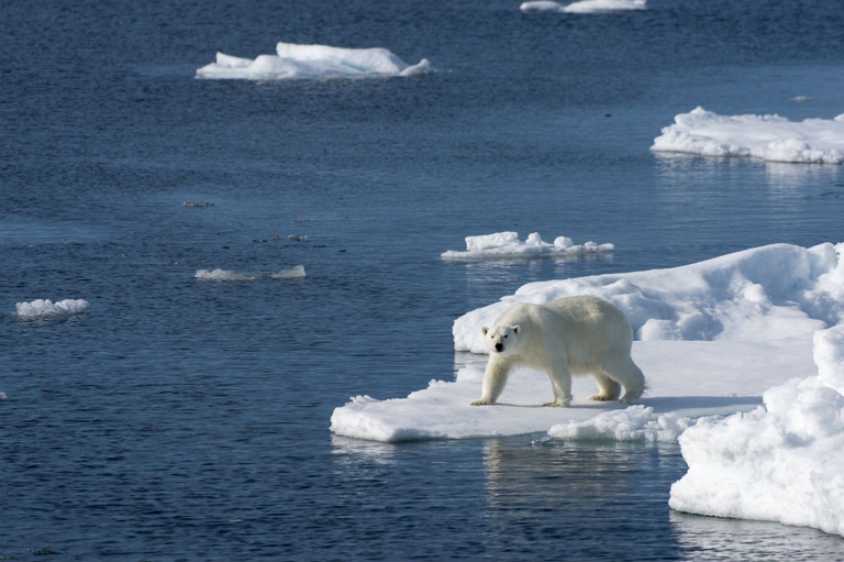 arctic sea ice polar bear