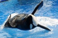 Chi era Tilikum, l’orca simbolo della prigionia dei cetacei
