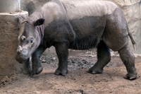 È morto anche Tam, l’ultimo rinoceronte di Sumatra maschio della Malesia