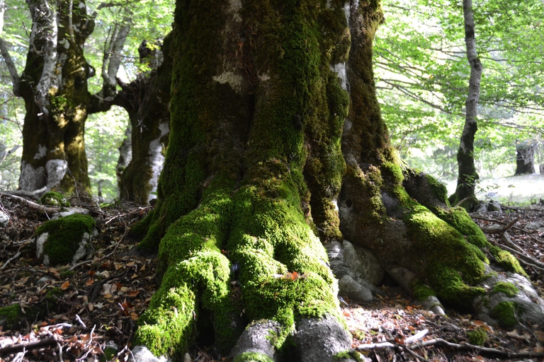 Un faccio nel Parco nazionale d'Abruzzo, Lazio e Molise