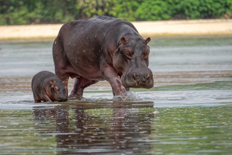 Stiegler's Gorge dam tanzania selous game reserve hippos wildlife