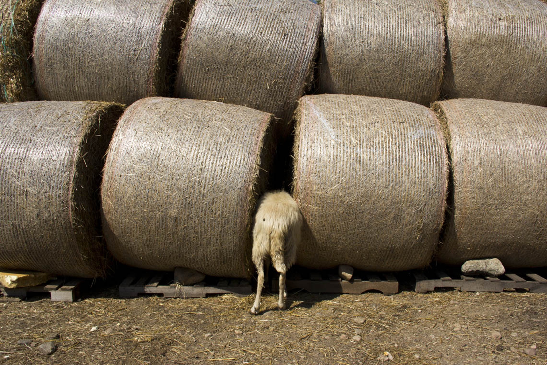 capra-balle-fieno