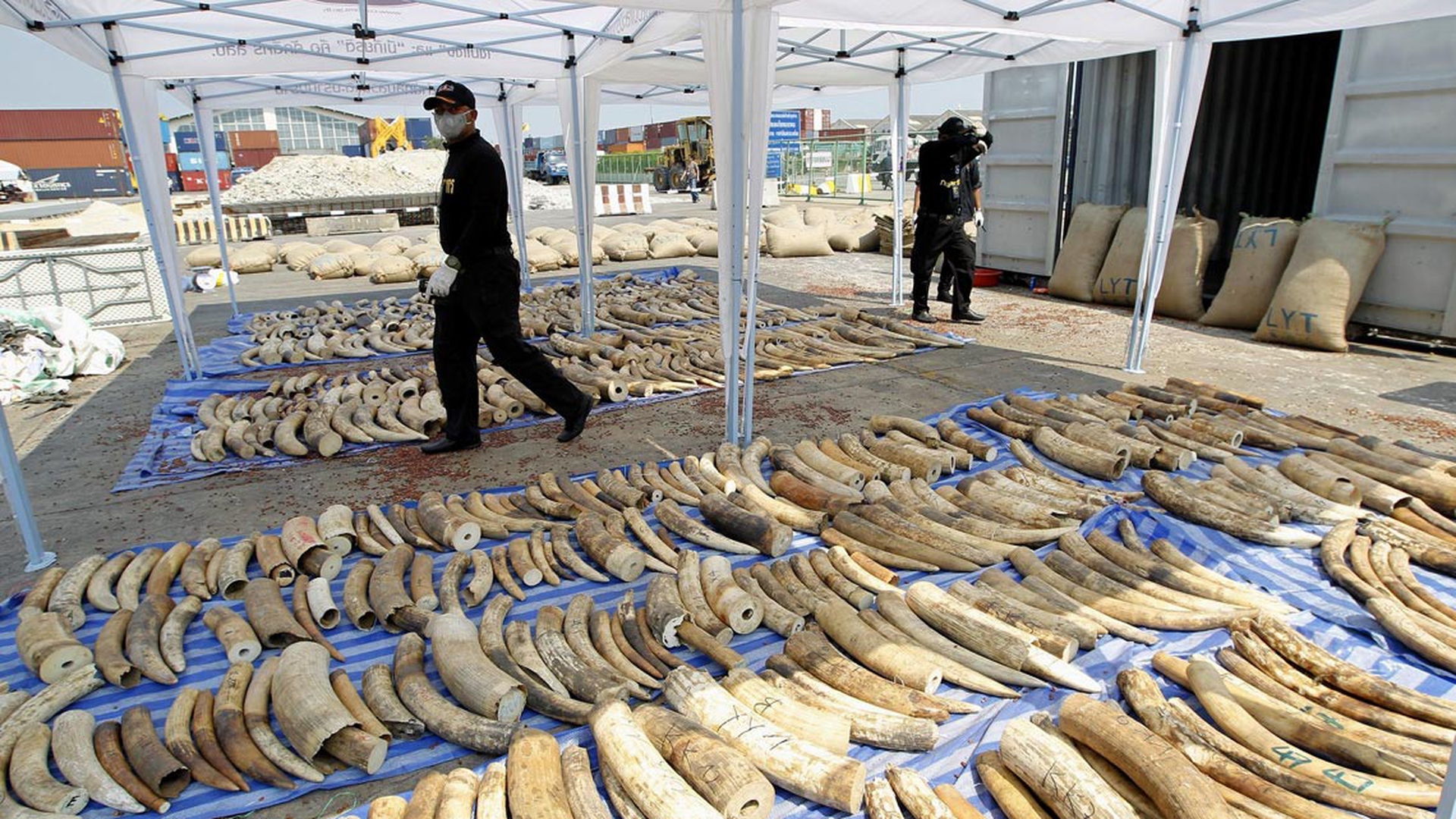 stop-commercio-avorio