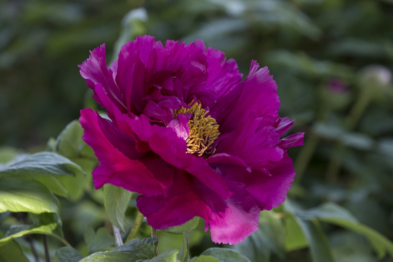 Qui si trova la più vasta collezione di peonie cinesi
