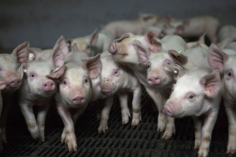 Lattonzoli in un allevamento tedesco