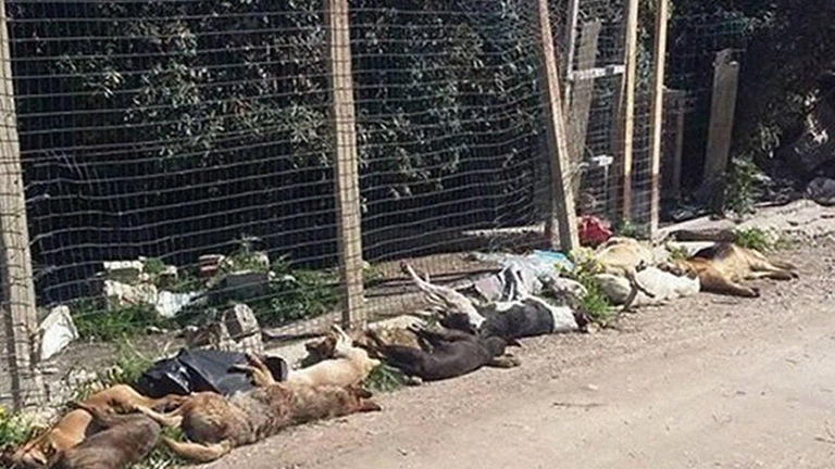 L’assassino non l’hanno ancora trovato, ma sul responsabile dello sterminio, come dicono in Procura, si indaga con la stessa tecnica di un omicidio, anche se le vittime sono inermi bestiole: 27 cani randagi avvelenati con un paio di chili di salsicce imbevute in un potente pesticida. Perquisizioni in capannoni e casolari, interrogatori, esami clinici e una autopsia si susseguono da dieci giorni, compresa una riunione del Comitato per l’odine e la sicurezza pubblica, mentre c’è chi lancia l’idea di una taglia da 50 mila euro per trovare il killer. 