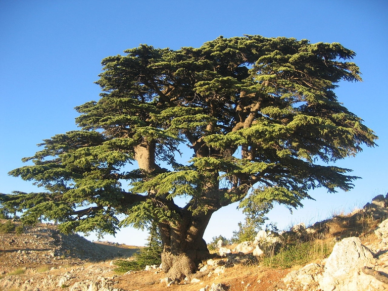 Pianta di cedro del libano da cui si ricava il gemmoderivato 