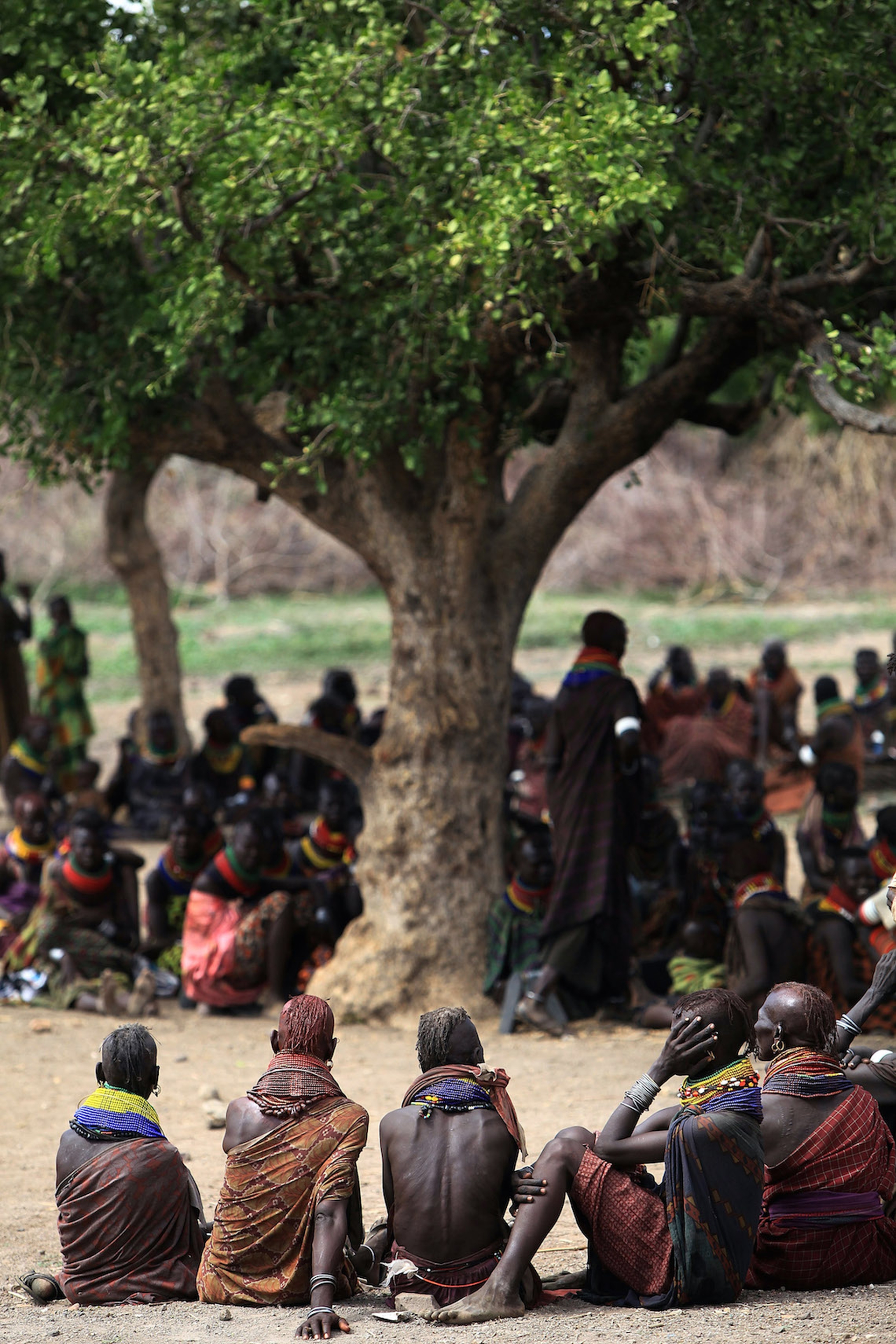 turkana-tree