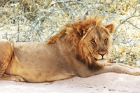 Hanno ucciso Xanda, il figlio di Cecil il leone