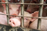 Trasporto di animali vivi in Europa: è ora di entrare in azione per fermare le crudeltà