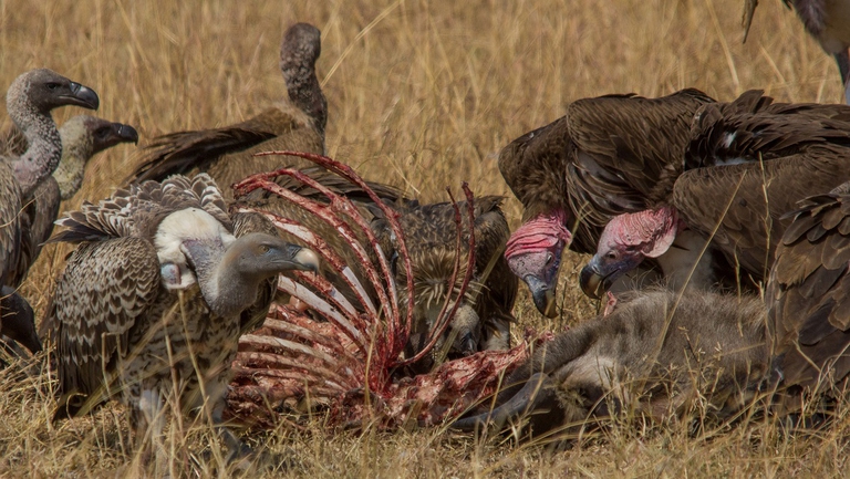 Avvoltoi che banchettano coi resti di un bufalo