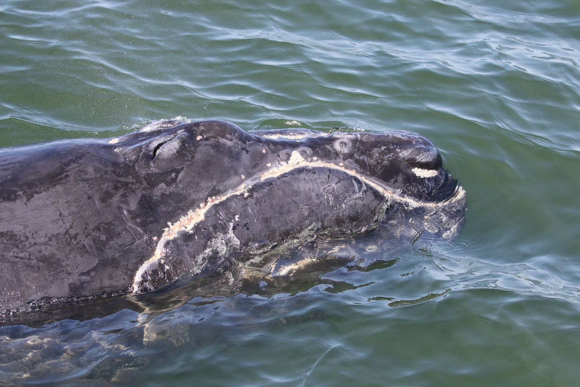 Cucciolo della balena 3270